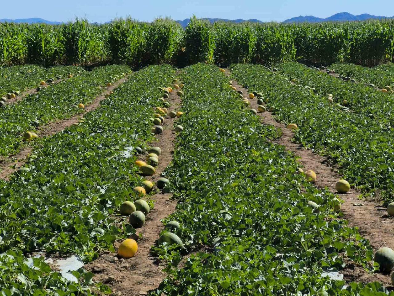 Ургац хураалтад оюутан, сонсогч, хугацаат цэргийн алба хаагчид болон иргэдийг сайн дурын үндсэн дээр оролцуулна