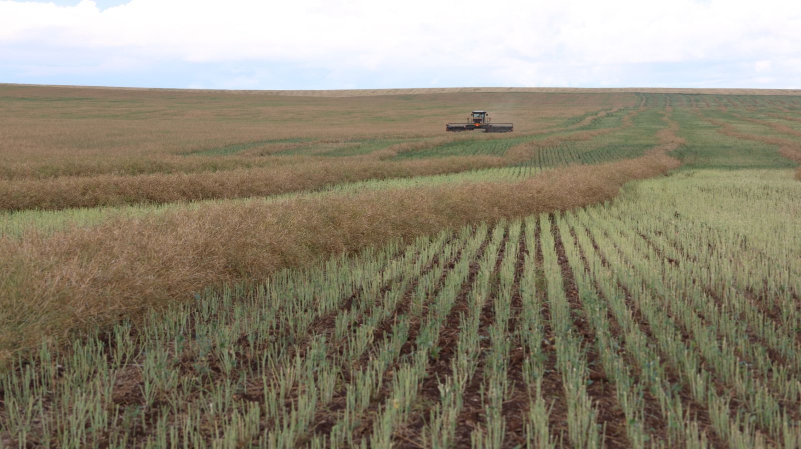 Үр тарианы ургац хураалт ангилан хадалтаар эхэлжээ