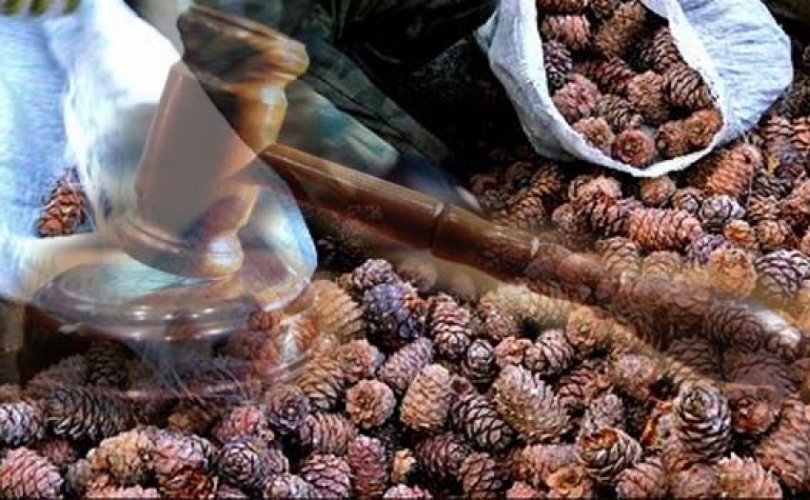 Самар хууль бусаар бэлтгэсэн этгээдэд оноосон хорих ялыг хэвээр үлдээлээ