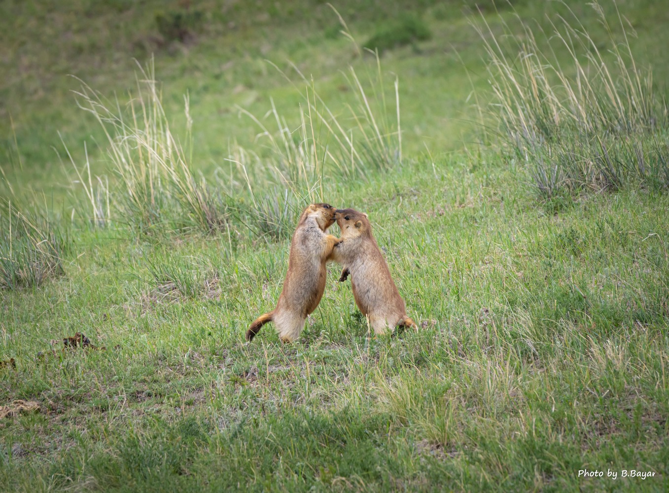 Ойрын өдрүүдэд говь, тал, хээрийн нутгаар салхи, шуургатай байна