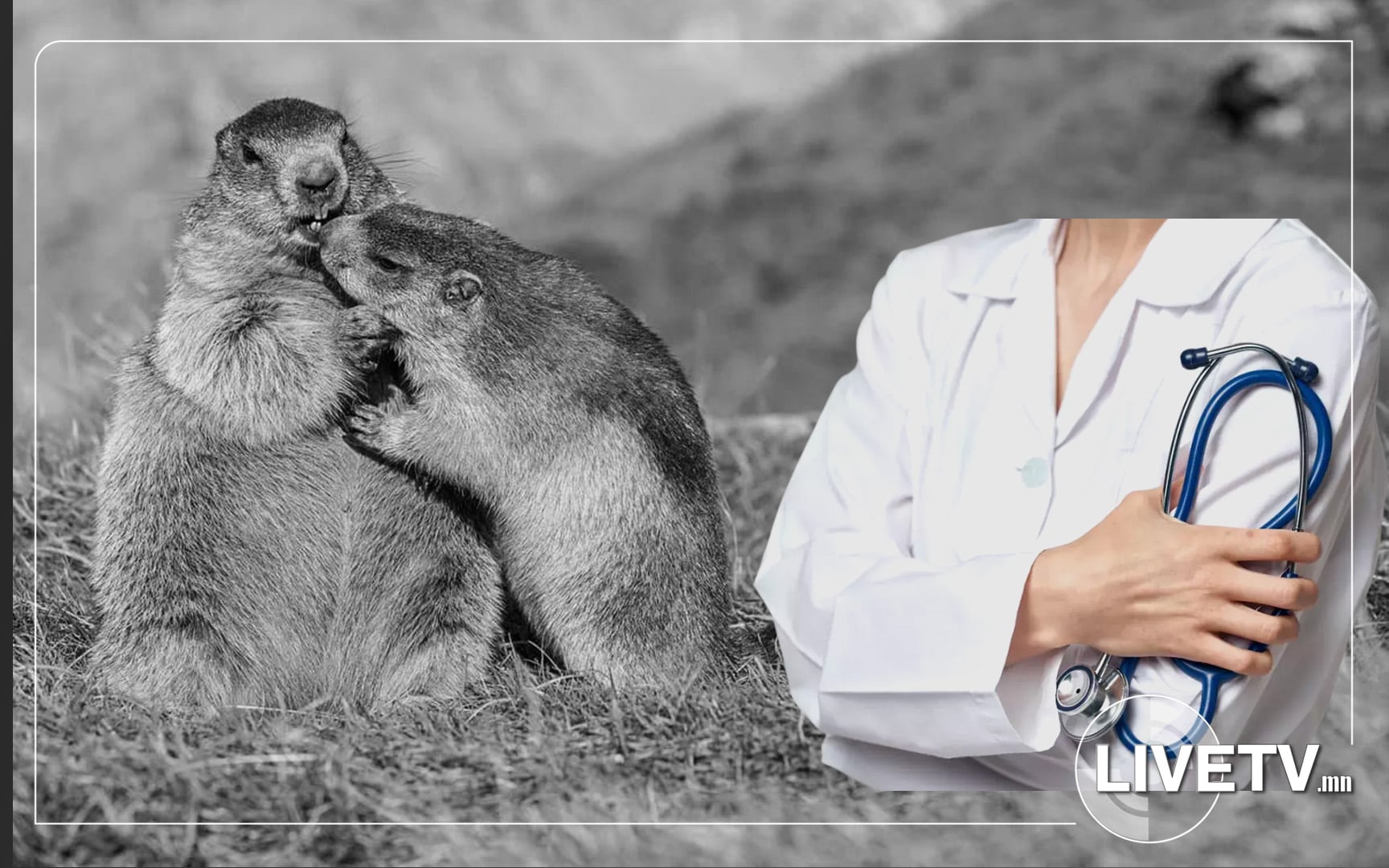 Хөвсгөл аймгийн нэгдсэн эмнэлгийн Халдвартын тасгийн гурван ажилтан тарваган тахлын халдвар авчээ