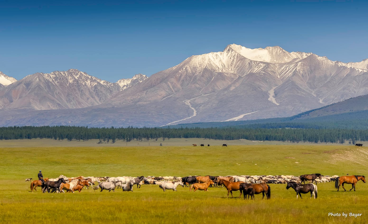 “Мал хямд зарна” гэх зарын дагуу холбогдож, 7 сая төгрөгөө залилуулжээ