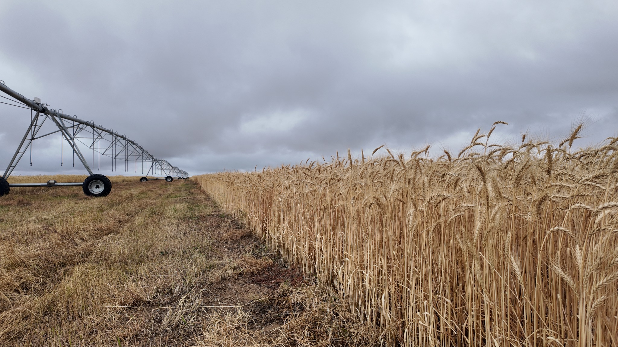 Алслагдсан бүсийн гурил, тэжээлийн үйлдвэрлэлийг сэргээнэ