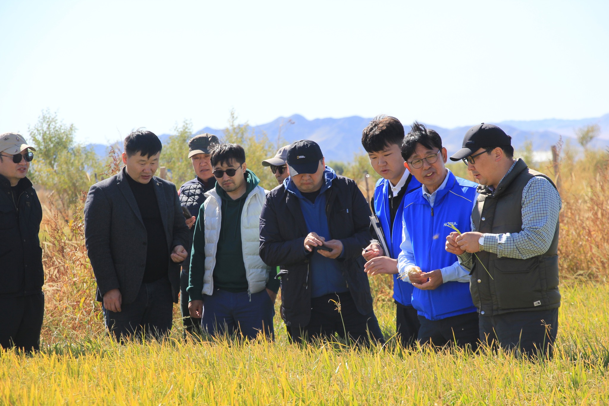 Монголд тохирсон цагаан будааны сорт нутагшуулах туршилтын тариалан амжилттай болжээ