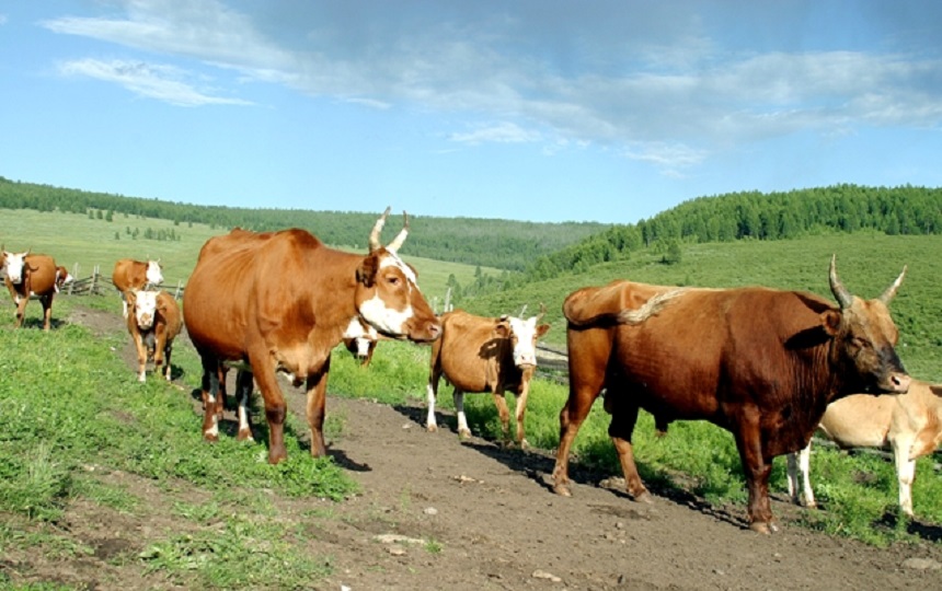 Архангай аймагт үхэр төхөөрсөн иргэн боомоор өвчилсөн нь шинжилгээгээр баталгаажжээ