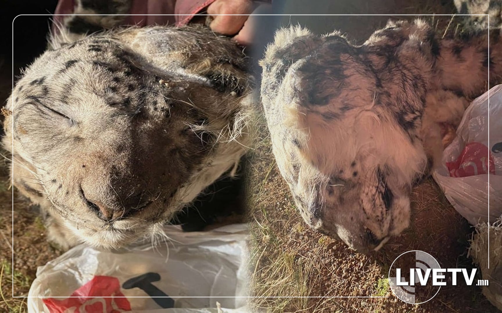 “Цоохор ирвэс”-ийг хууль бусаар агнасан гэмт хэргийг илрүүлжээ