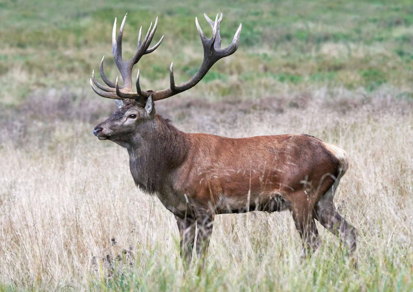 "Буга хүн рүү дайрч байна" гэх гомдол бүртгэгджээ