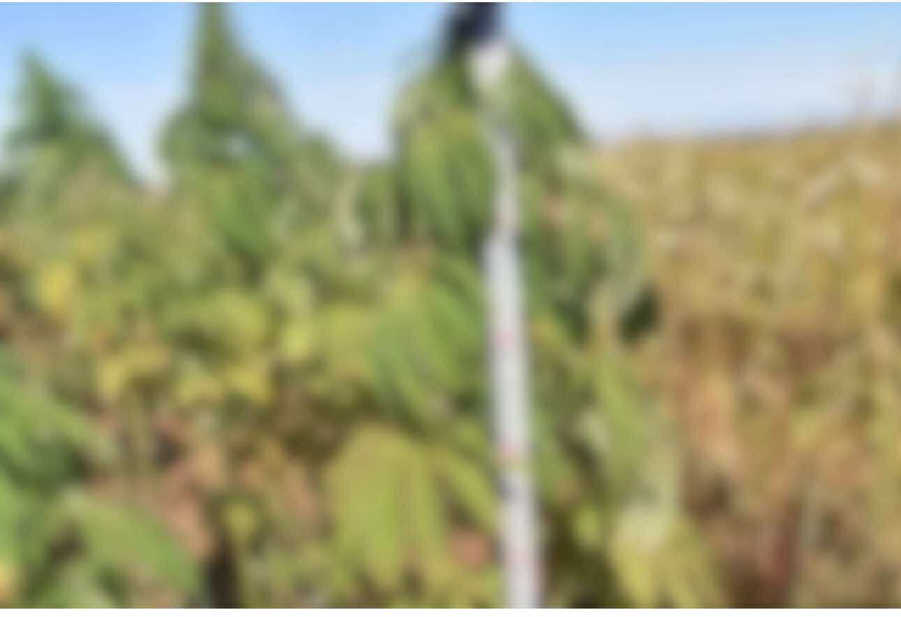 Мансууруулах үйлчилгээтэй ургамал тариалсан гэх хэргийг шалгаж байна