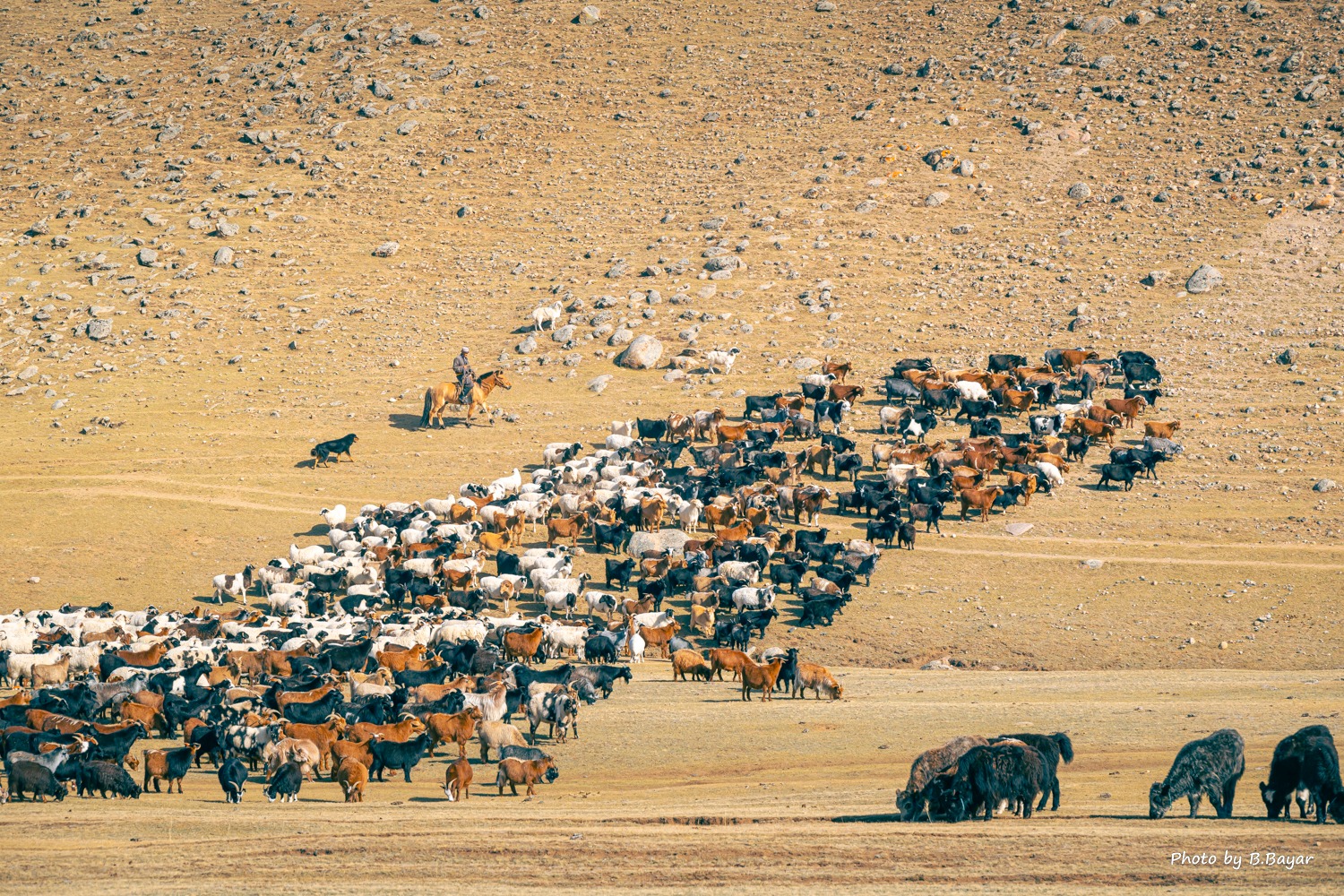 Өнөө, маргааш нутгийн хойд хэсгээр нойтон цас орж, явган шуурга шуурна