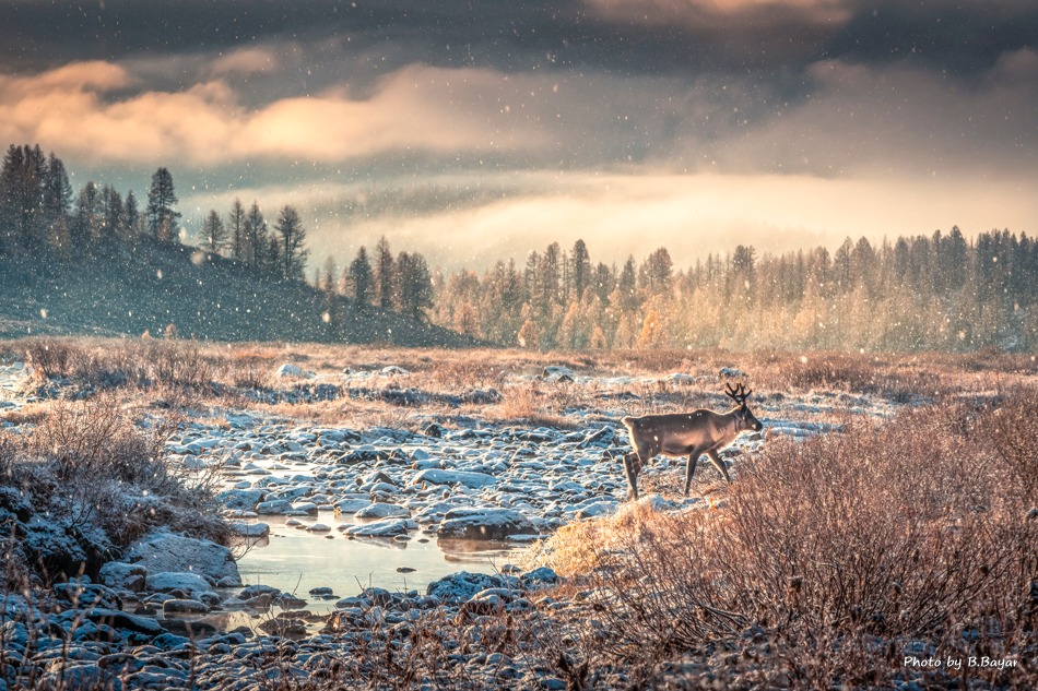 Нойтон цас орж, цасан шуурга шуурч, ихэнх нутгаар хүйтэрнэ