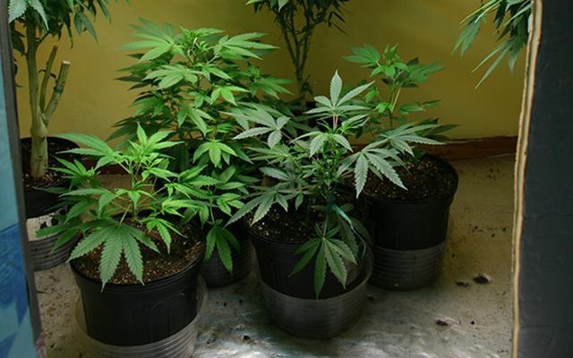 Мансууруулах бодис гэртээ бэлтгэж байсан болон Туркээс нийлүүлэгч залуусыг баривчлав