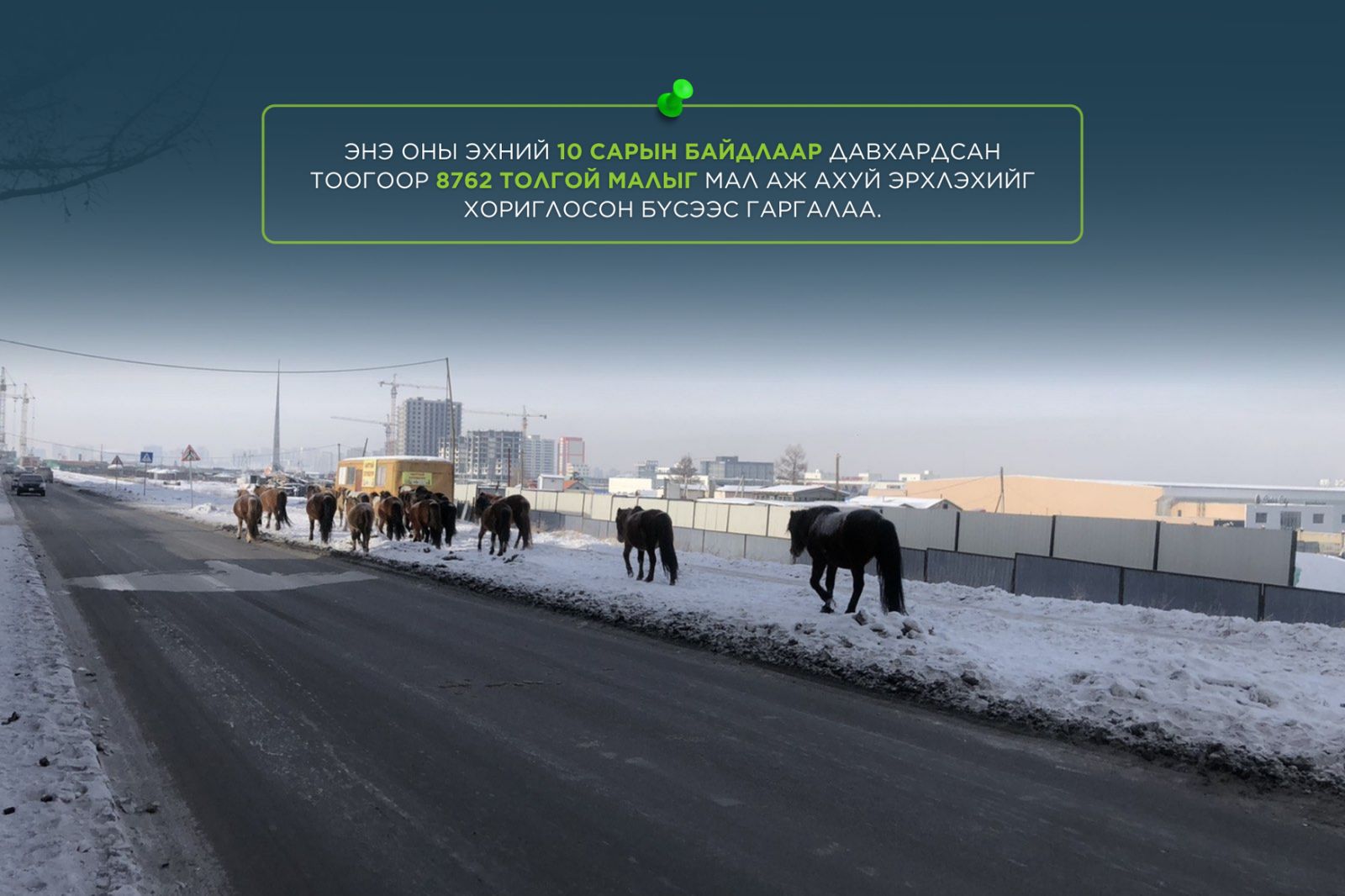 Мал аж ахуй эрхлэхийг хориглосон бүсээс давхардсан тоогоор 8762 толгой мал гаргажээ