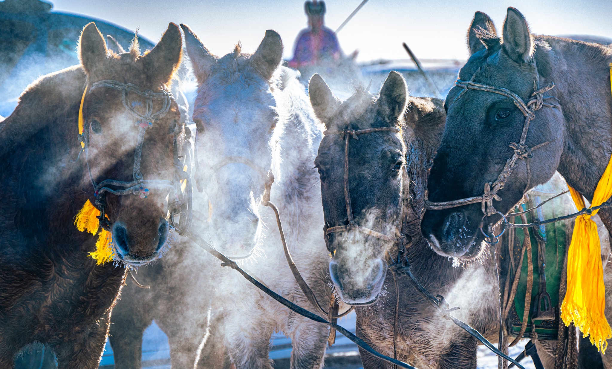 Говийн аймгуудын нутгийн зүүн өмнөд хэсгээр цас орж, зөөлөн цасан шуурга шуурна