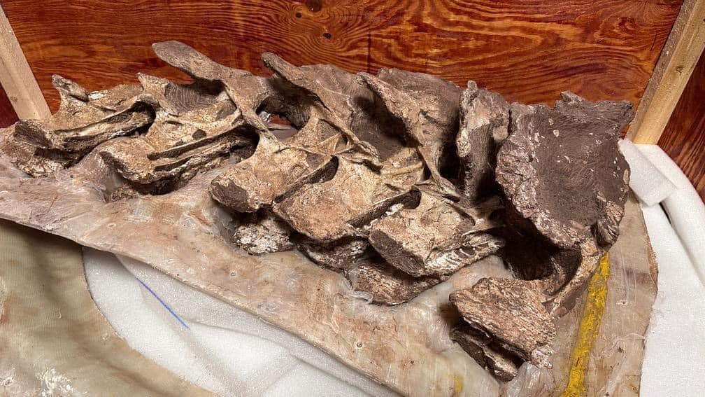 Палеонтологийн хосгүй чулуужсан араг ясыг Парис дахь ЭСЯ-ныхан хүлээн авчээ