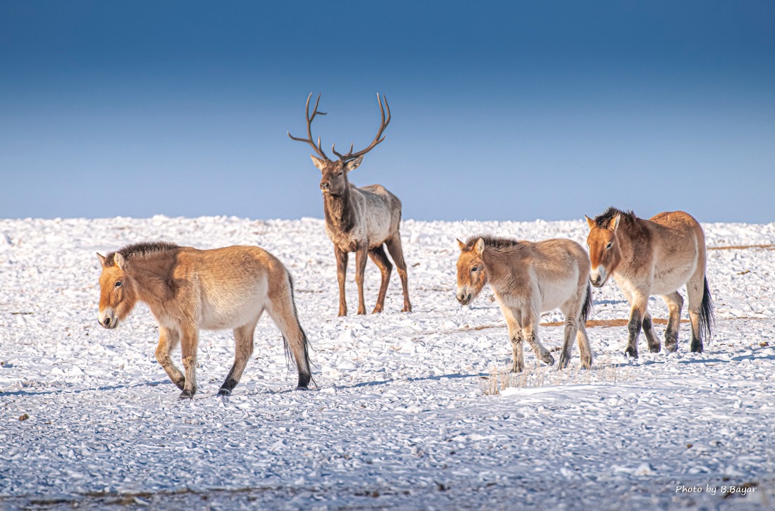 Ихэнх нутгаар цаг агаар тогтуун, хүйтний эрч суларна