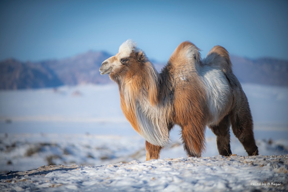 Ойрын гурав хоногт ихэнх нутгаар цас орохгүй, нутгийн зүүн хэсгээр хүйтэн салхитай байна