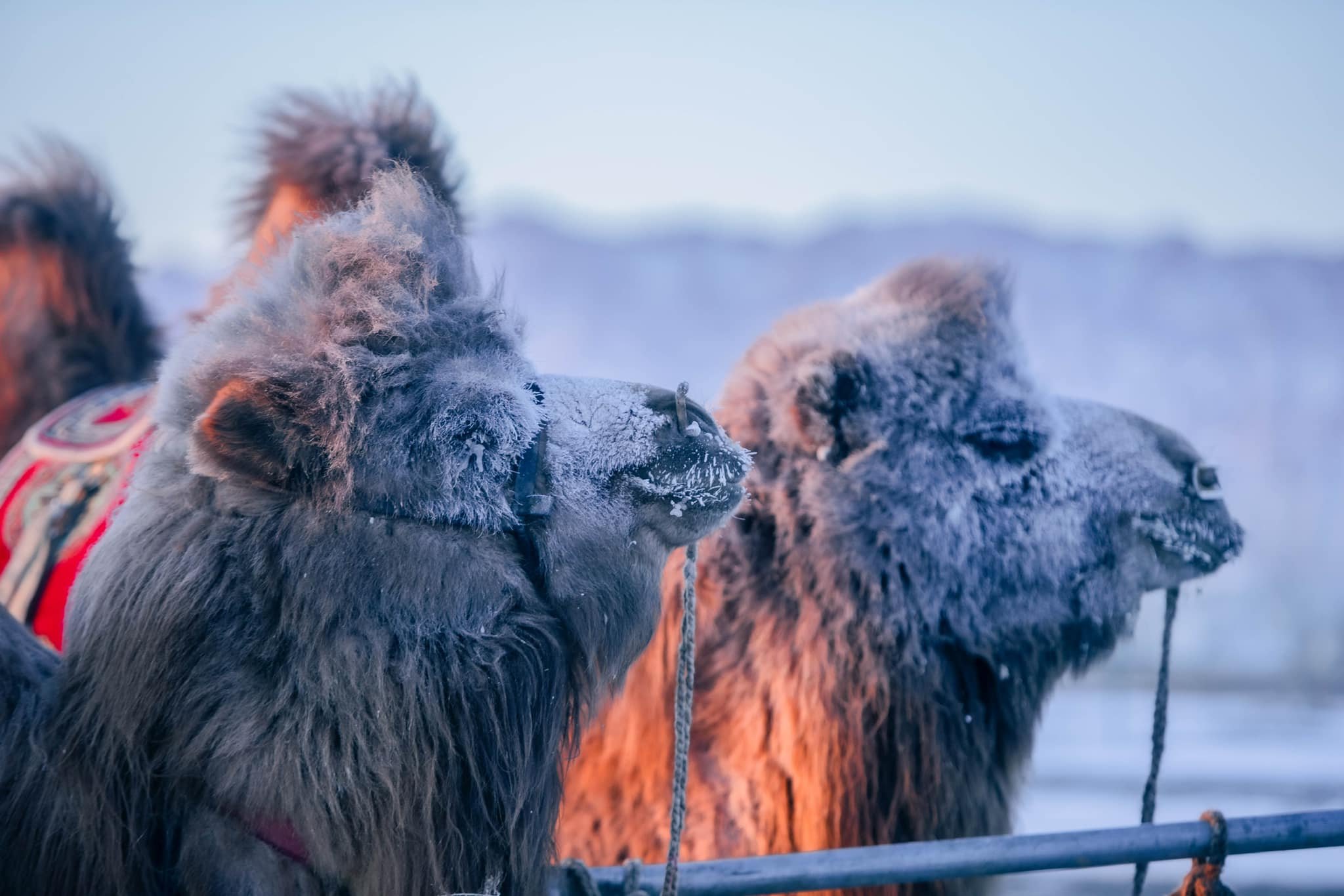 “Засагтхан-2026” тэмээчдийн зөвлөгөөн, бага наадмын үеэр хүн тэмээнээс унаж, нас баржээ