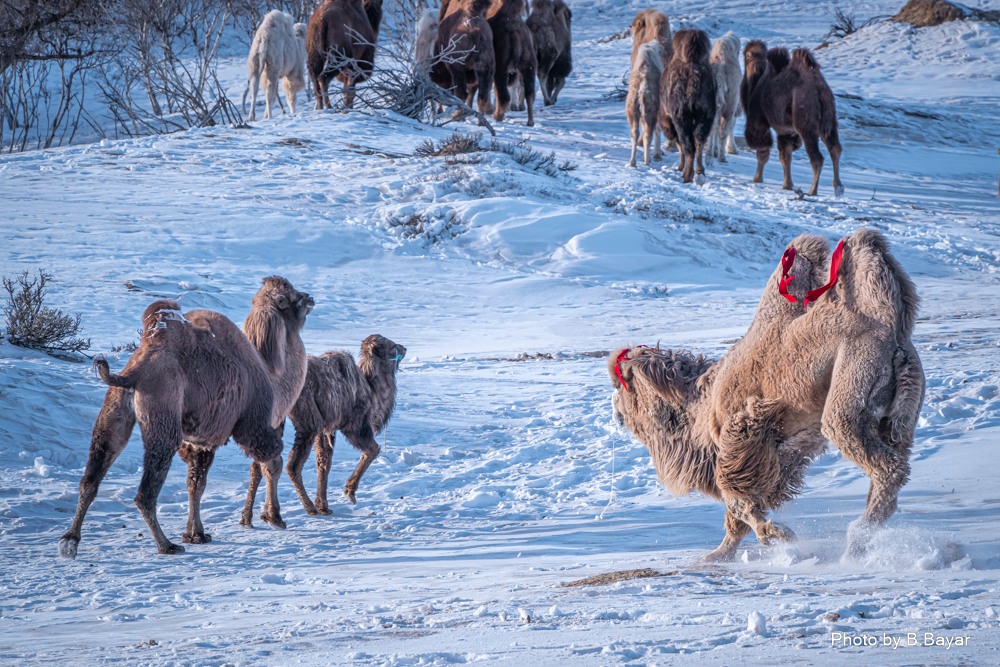 Ихэнх нутгаар салхи шуургатай