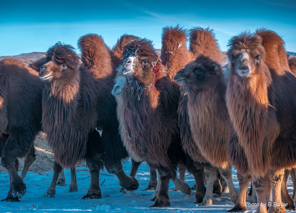 Өнөөдөр ихэнх нутгаар хүйтний эрч суларн