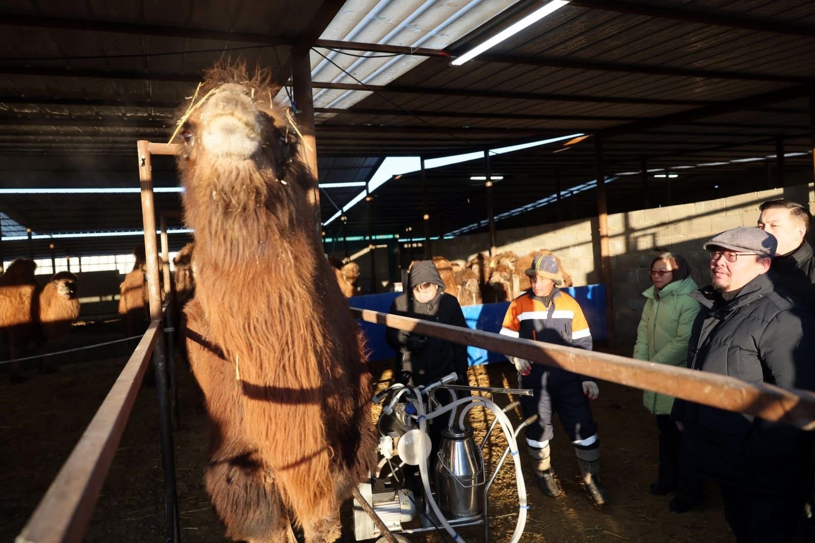 Монголын анхны ингэний ферм инкубатор хэлбэрээр үйл ажиллагаа явуулж байна