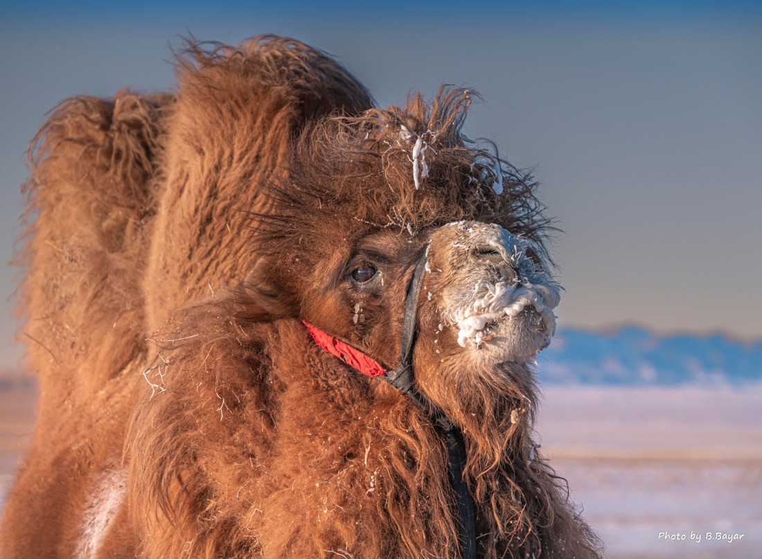 Өнөөдөр ихэнх нутгаар цаг агаар тогтуун