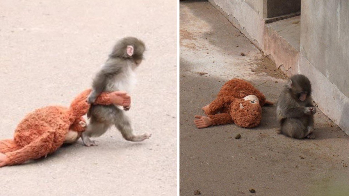 БИЧЛЭГ: Чихмэл тоглоом тэвэрсэн өнчин сармагчин дэлхий нийтийн анхаарлыг татав