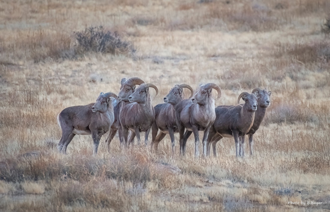 Сүхбаатарын өмнөд, Дорноговийн хойд хэсгээр цасан шуургатай