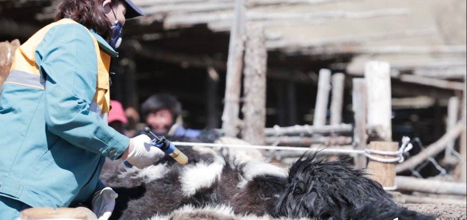 Төв аймгийн Сэргэлэн суманд малын шүлхий өвчин гарсан тул өндөржүүлсэн бэлэн байдал зарлажээ