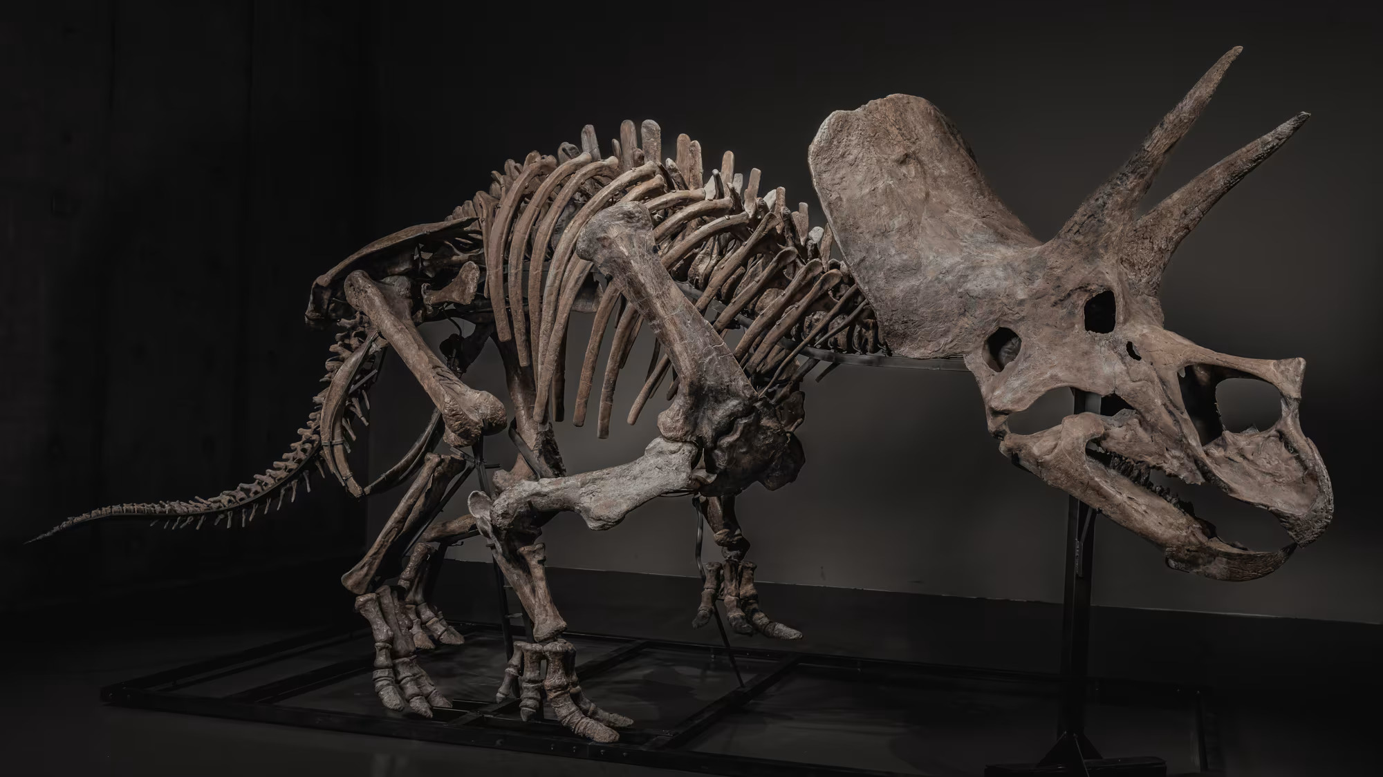 Сингапурын Le Freeport-д хадгалагдаж буй ховор үлэг гүрвэлийн араг ясыг дуудлага худалдаагаар зарна