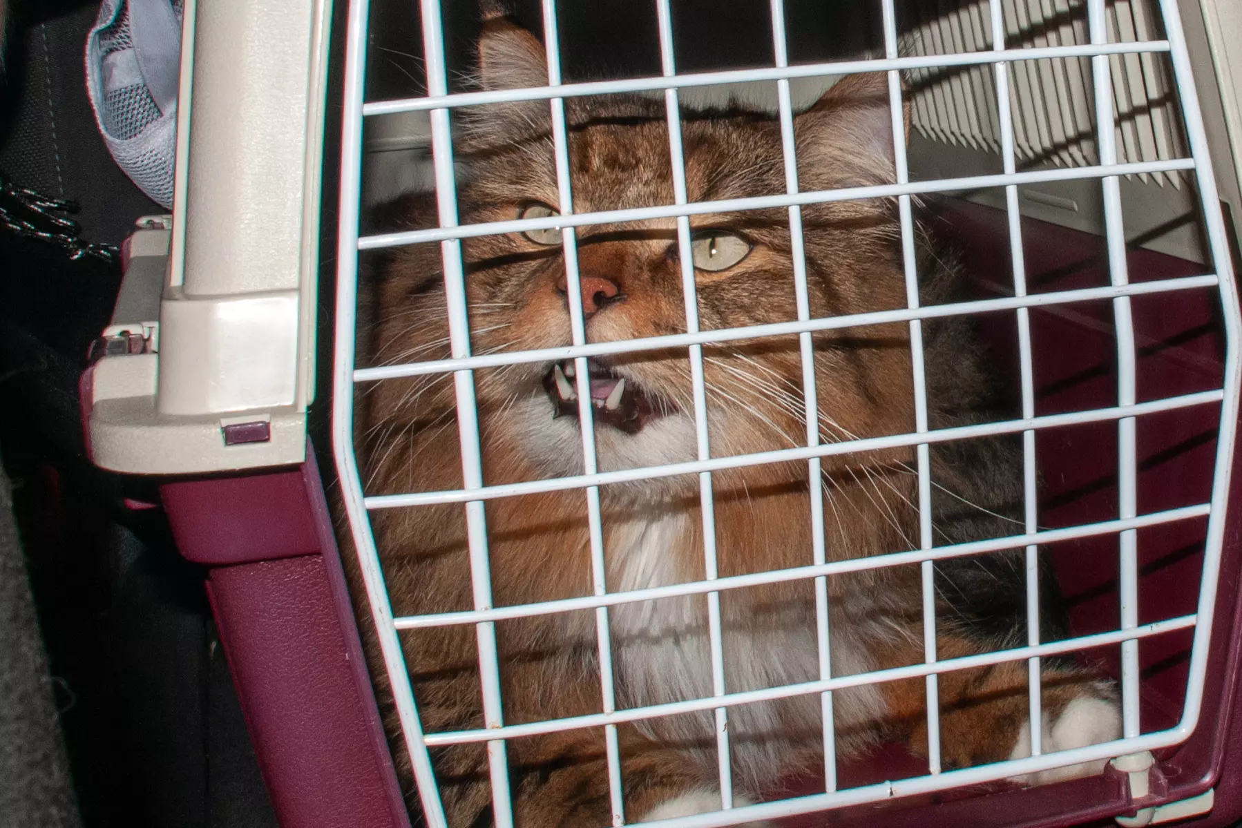 Москвагийн онгоцны буудалд муураа хаяад нисжээ