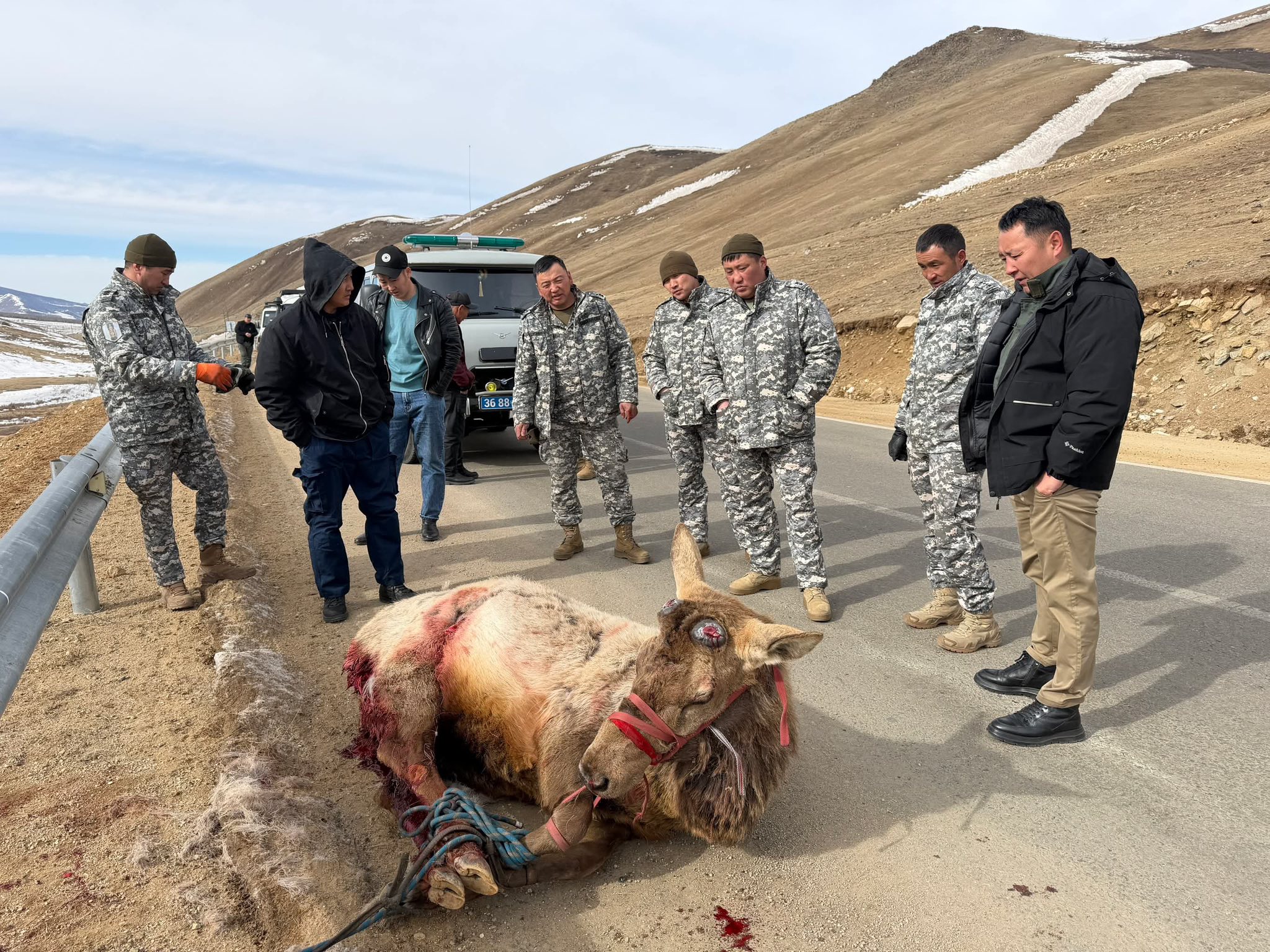Чононд ноцуулсан бугыг аварчээ