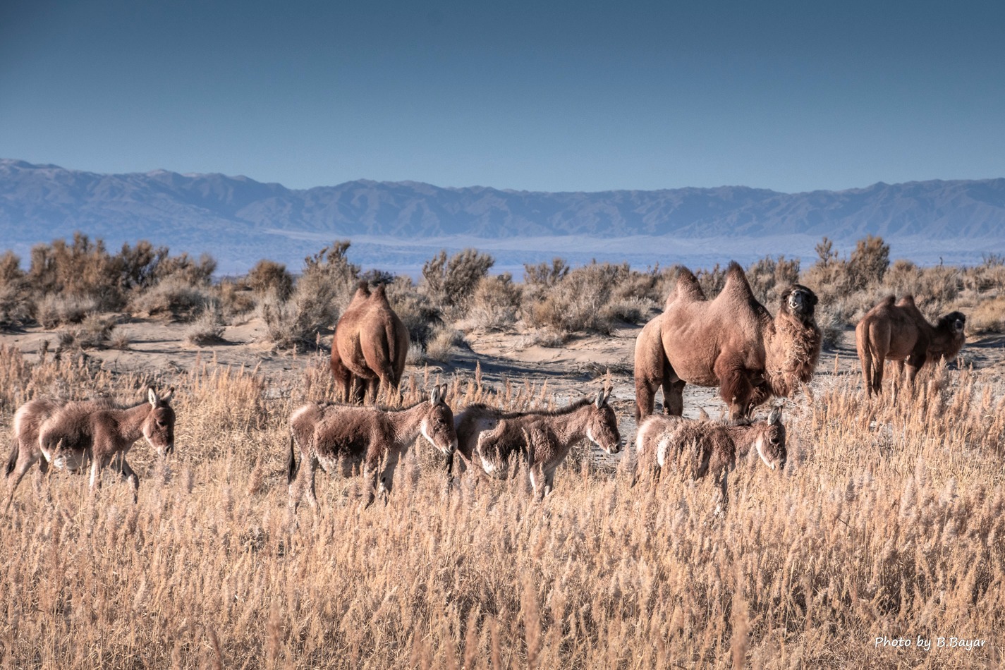 Говь, талын нутгаар салхи шуургатай