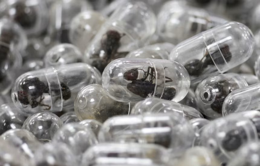 Кени улсын хилээр шоргоолж хил давуулахыг завдсан Хятадын иргэн хоригдох ял сонсжээ