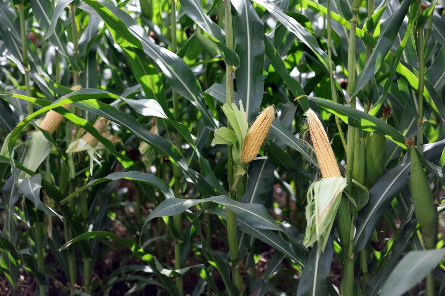 544923279 1322780536071333 3393183959704840835 N