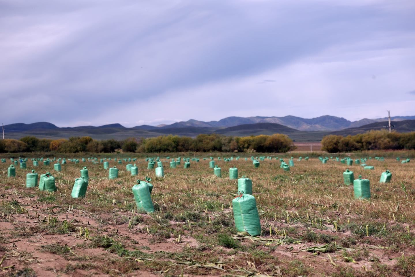 545027029 1322780506071336 1343217353528020102 N