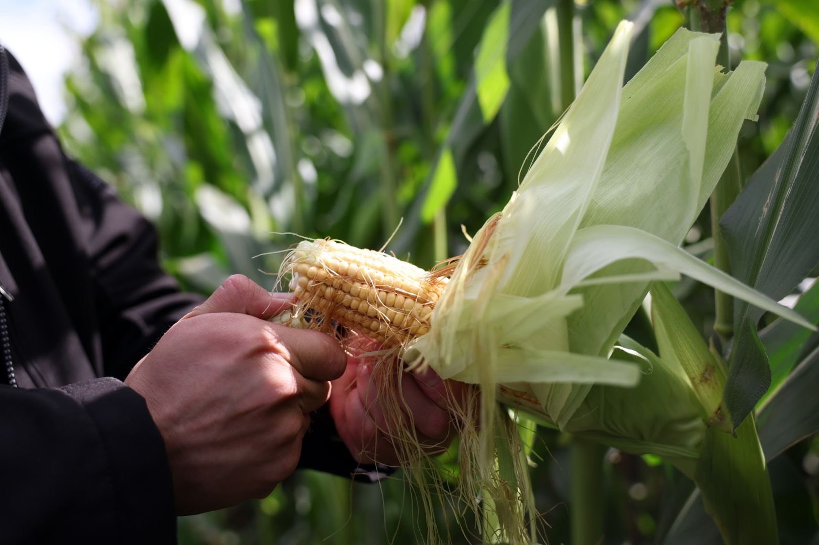 544590417 1322780586071328 8264082832834384429 N