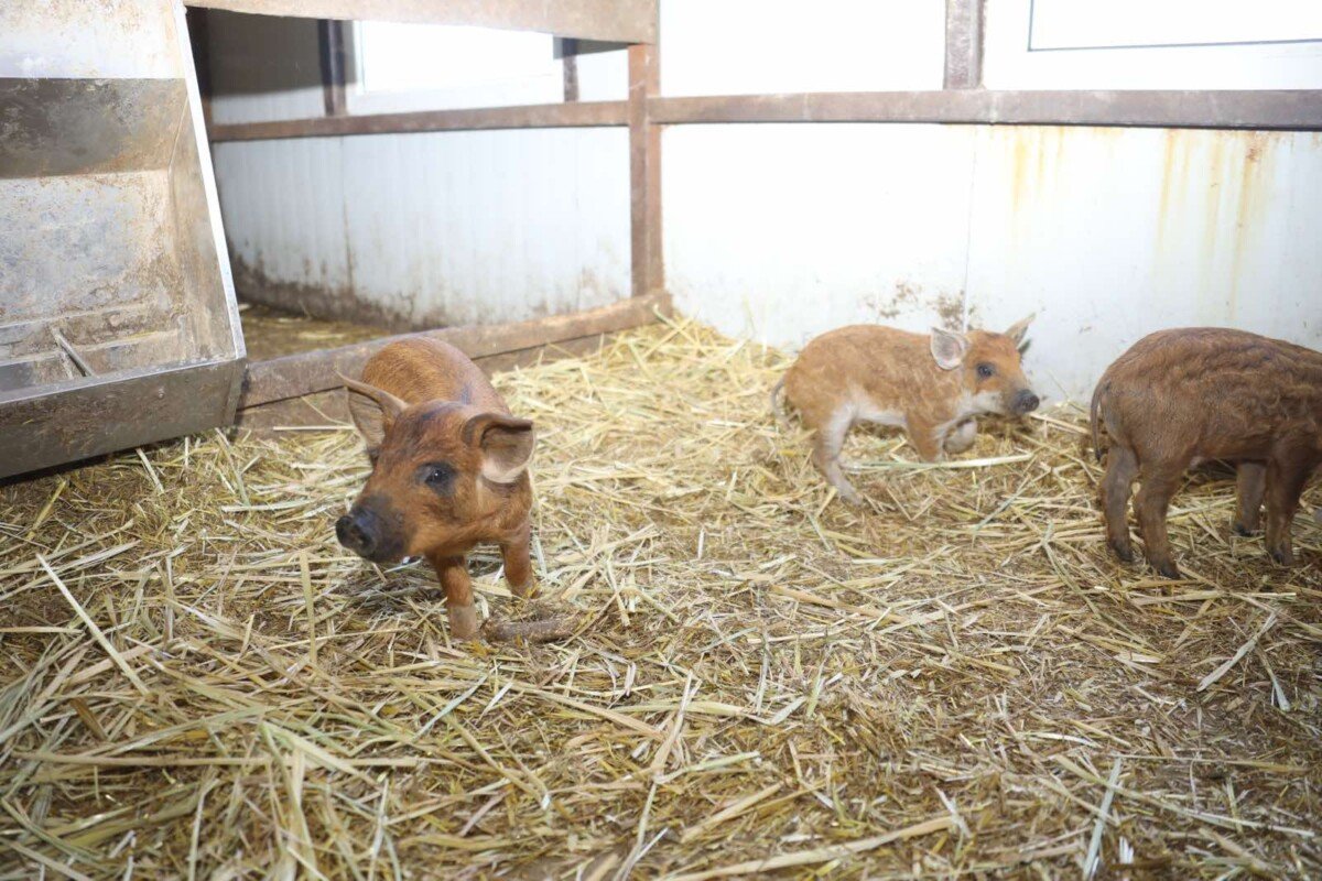 Viber Image 2025 05 14 16 46 23 531