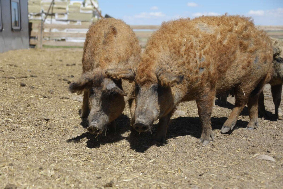 Viber Image 2025 05 14 16 46 23 765