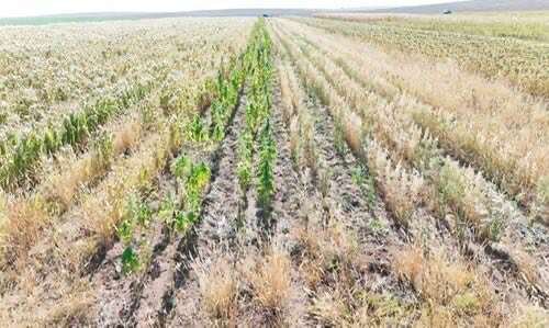 552604058 2294820107620636 5826038731421081392 N