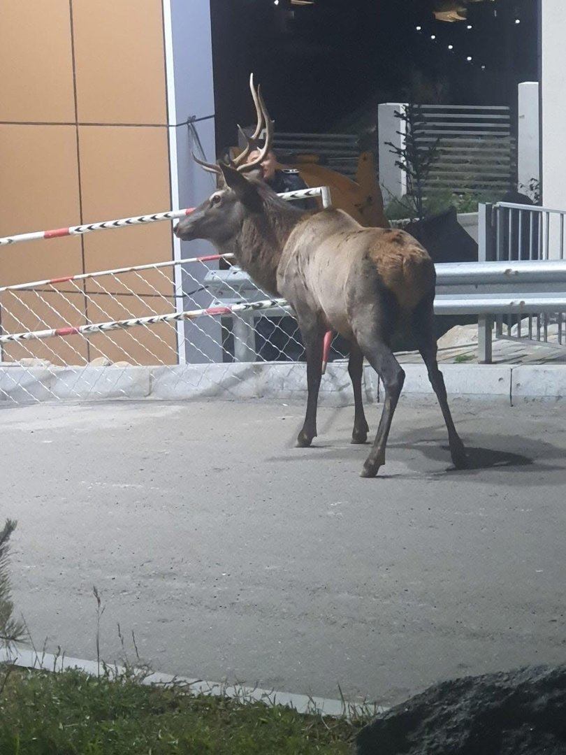 18e6733ed3fd4075b2f88ea953c2ddd8