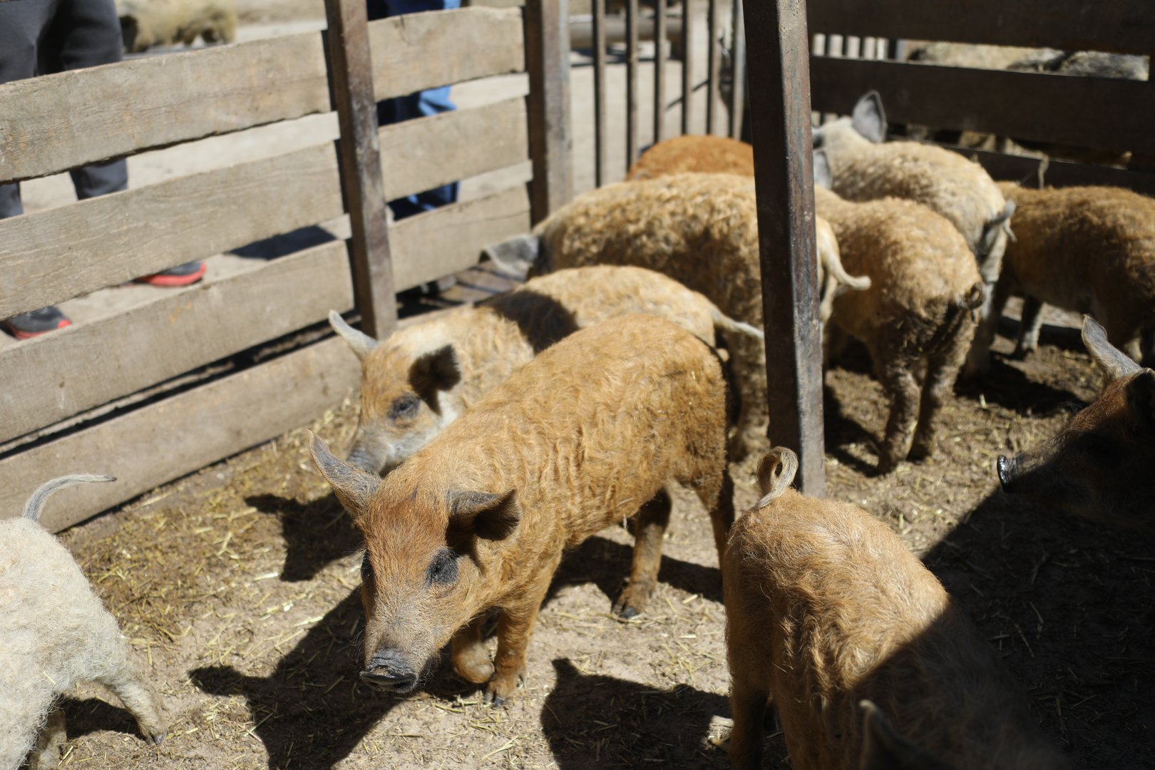 f033eeae6799421d9b71c2a033050bdb